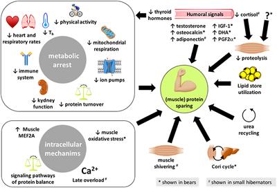 Body Protein Sparing in Hibernators: A Source for Biomedical Innovation